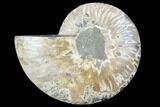 Agatized Ammonite Fossil (Half) - Agatized #88461-1